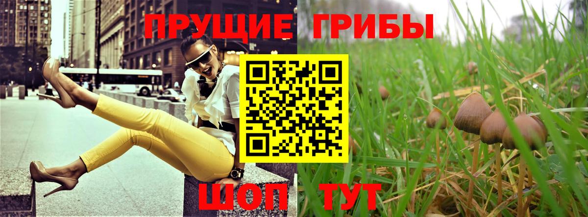 Псилоцибиновые грибы Psilocybe Ялта